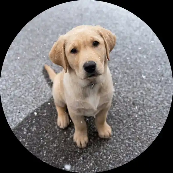 Chiot en formation